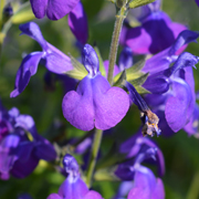 Salvia Blue Monrovia